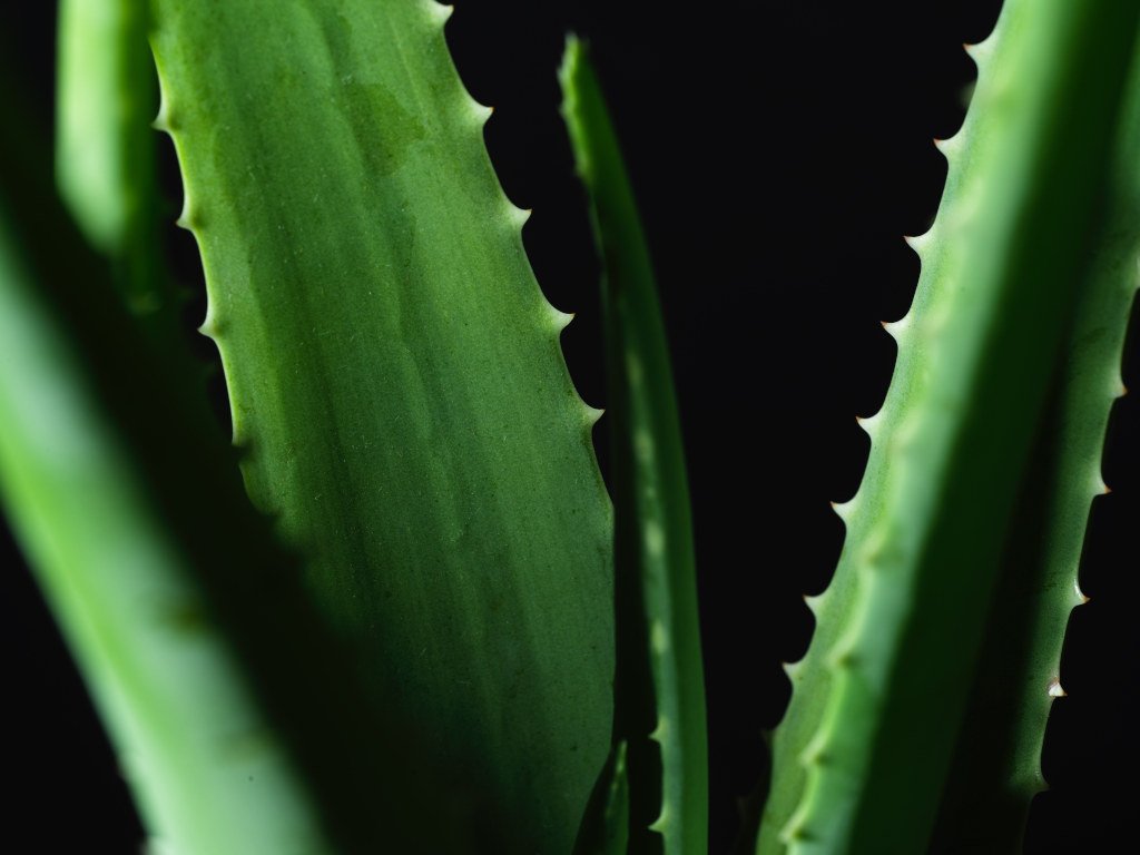 Aloe Vera