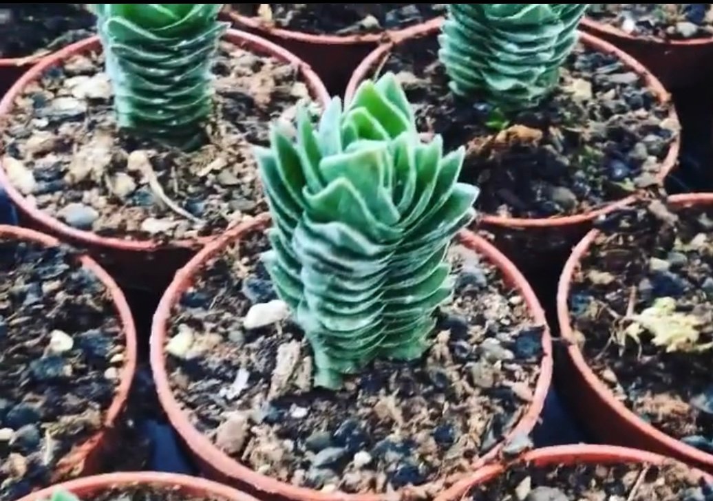 Crassula Buddha Temple Micropropagation