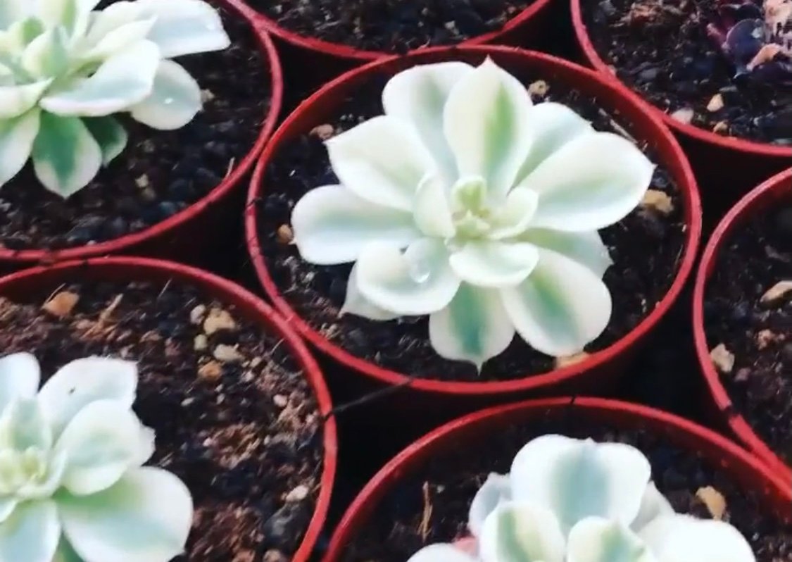 Echeveria Compton Carousel