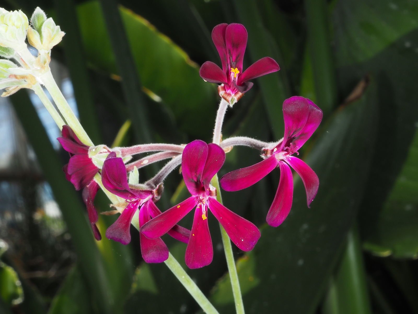 Pelargonium Sidoides
